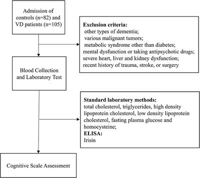 Serum Irisin as a Potential Biomarker for Cognitive Decline in Vascular Dementia